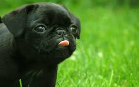 % x px keep aspect ratio. Pug Dog Hd Wallpapers For Laptop Wallpaper Cave