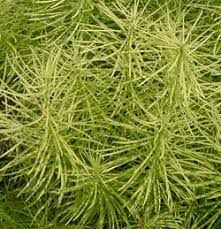 Image result for Cyanastrum johnstonii