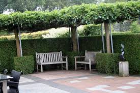 Baume Schirmplatane Gartenreise Belgien Holland Gartengestaltung Garten Terassenideen