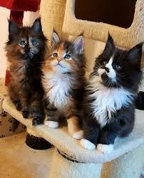 Cats With Down Syndrome Catspurring Id 8798576606 Kittens Cutest Cute Cats Cute Cats And Kittens