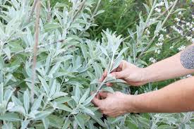 (add a layer of pebbles at the base of the container to improve the drainage if it is in question.) Complete White Sage Growing Guide Aquarian Soul