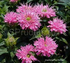 It will soften your hands, feet, elbows, and knees. Plantfiles Pictures Monarda Bee Balm Beebalm Petite Wonder Monarda By Daylilyslp
