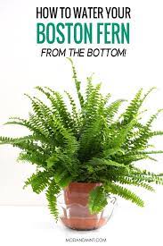 Indoor Boston Fern Care Keep Your Fern Lush And Green Ferns Care Boston Ferns Care Boston Ferns