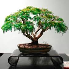 Image result for Stomatostemma monteiroae