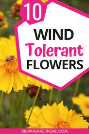 10 Wind Tolerant Flowers Planting Flowers Flowers Perennials Cool Plants