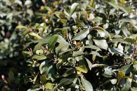 Image result for Catha edulis