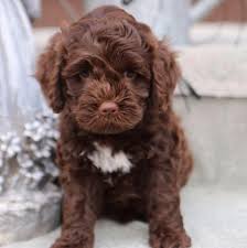 Check spelling or type a new query. Available Puppies Tillery Labradoodles In 2021 Australian Labradoodle Labradoodle Puppy Labradoodle