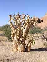 Image result for Cyphostemma glandulosissimum