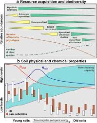Types of plant cell that absorbs water and nitrogen compounds from the soil. Soil Plant Atmosphere Interactions Structure Function And Predictive Scaling For Climate Change Mitigation Springerlink
