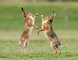 Kleintiere insekten bienen wildkaninchen hasen futter feldhase baby hasen regenwurm vertreiben. Mein Name Ist Hase Gartenzauber
