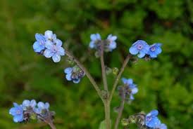 Image result for Cynoglossum coeruleum