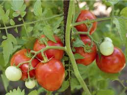 Es ist jedoch auch möglich, noch im juli tomatenpflanzen einzusetzen. Tomaten Pflanzen Garten De Zeigt Was Es Zu Beachten Gilt Gemusegarten Und Krauter Garten