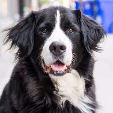 These beautiful pups were born on. The Dogist On Twitter Crunch Bernese Mountain Dog Labrador Retriever Mix 5 Y O Little Burgundy Montreal Qc Can He S Very Into Food And People Https T Co 18qquq4oz4