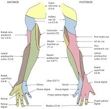Cutaneous Innervation Of The Upper Limbs Wikipedia