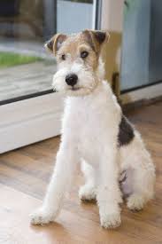 In fact, the smooths shed more than the wires. Colin The Wire Fox Terrier 505 Wire Fox Terrier Fox Terrier Puppy Wirehaired Fox Terrier