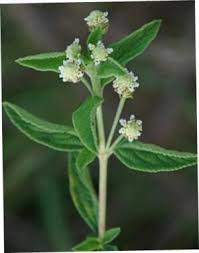 Image result for Lippia plicata