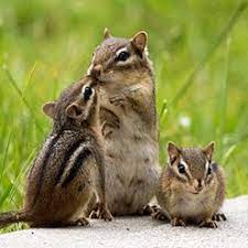 Repeat the treatment every couple of days and after rain showers. How To Get Rid Of Chipmunks Updated For 2021