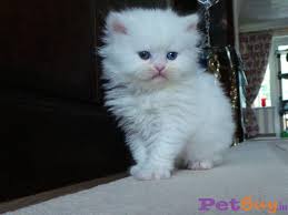 Buy, sell and adopt puppies, dogs, cats, kittens and other pets in your local area. Persian Kitten For Sale In Hyderabad At Best Price