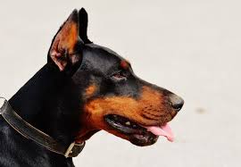 They are currently four weeks old. Doberman Price In India Appearance Characteristics