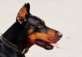 Eiko dax di altobello (imported) (s/o world champion) mother: Doberman Price In India Appearance Characteristics