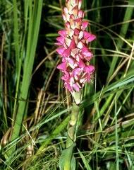 Image result for Disperis katangensis