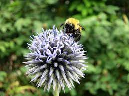 Bee populations continue to decline, threatening the global food supply. Flowers That Attract Bees New England Today