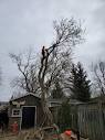Beesley's Tree Care