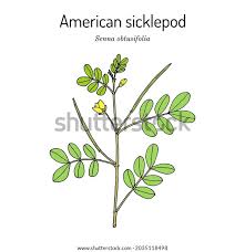 Image result for Mimusops obtusifolia