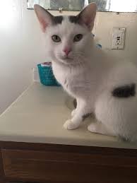 Hi all, this kitties owner still has not been located! I cannot keep him  much longer. He is safe here for now but locked in a small bathroom as he  does not