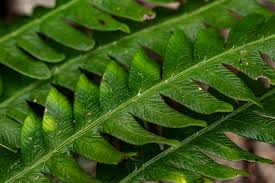 Image result for Pteris friesii