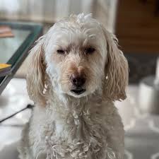 The Trellis House Properties