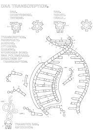 Dna transcription and translation practice worksheet with key tpt. 11 Best Images Of Dna Double Helix Coloring Worksheet The Double Helix Dna Replication Color Worksheets Dna Replication Transcription And Translation