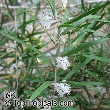 Image result for Asparagus falcatus