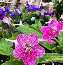Image result for Streptocarpus