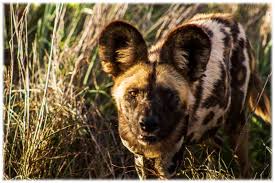 A Search For Kzn S New Wild Dog Pack Wild Dogs African Wild Dog African Animals