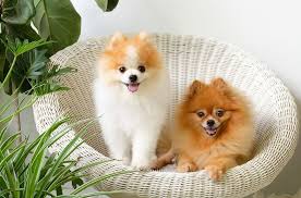 Our mission is to match the right pet with the right customer and meet the needs of both. Animal Shops Around Me