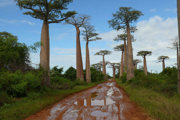 Mga resulta ng larawan para sa Baobab Avenue in Madagascar"