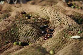 Km Zero Products For A Sustainable Tourism In Tuscany Le Ceregne Tuscany Farmhouse