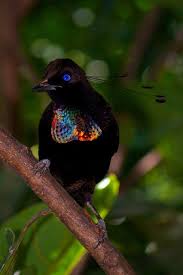 Papua New Guinea Bird Of Paradise Images Birds And Butterflies Beautiful Birds Rare Birds Colorful Birds