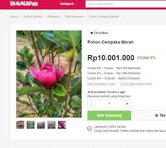 Bunga ini hanya punya waktu mekar singkat , yaitu sekitar 2 jam. Menguak Misteri Bunga Mistik Cempaka Merah