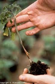 Image result for tomato seedling botrytis