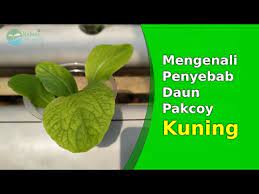 Maybe you would like to learn more about one of these? 4 Penyebab Kenapa Daun Tanaman Hidroponik Menguning
