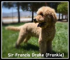 We are located in pahrump, nevada. Goldendoodle Hypoallergenic Puppies Dogs For Sale Near Las Vegas Nv 4e Kennels