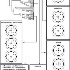 Image result for Ochthocharis dicellandroides