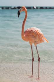 We did not find results for: 750 Pink Flamingo Pictures Hd Download Free Images On Unsplash