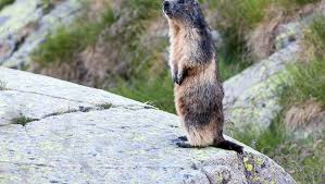 Welcome to marmot—the leader in outdoor performance clothing and gear for hiking, camping, winter sports, and more. Partez A La Rencontre Des Marmottes Dans La Vallee De Gavarnie Ladepeche Fr