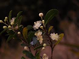 Image result for Aphloia theiformis