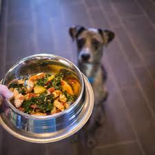 1 can i make my own diy slow feeder dog bowls? I Tried Cooking For My Dogs Here S What I Learned Eater