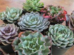 2,364 european wedding bouquets products are offered for sale by suppliers on alibaba.com, of which decorative flowers & wreaths accounts for 27%, display racks accounts for 1%. How To Grow Echeveria From Seed World Of Succulents Succulents Echeveria Succulent Gardening