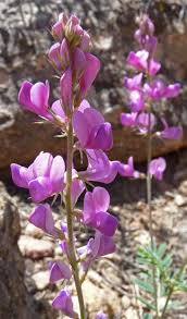 Image result for Hedysarum